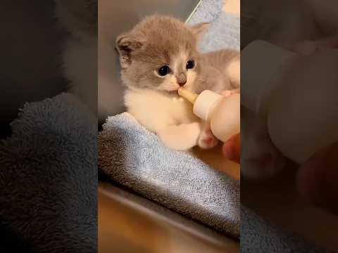 love the kitten