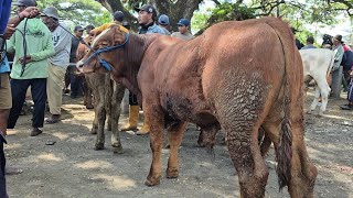 9.500‼️WAYAH ISI KANDANG JANTAN BAKALAN & PEDET JANTAN | Pasar Kerek