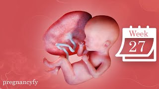 27 Weeks Baby Development in Womb (What to Expect?)