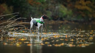 How to Train Your German Wirehaired Pointer: A Guide for Beginners