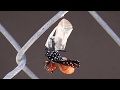 Chrysalis to Butterfly Timelapse
