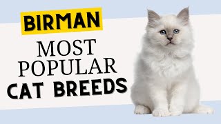 The Ultimate Guide to Birman: Everything You Need to Know | Interesting Facts | The Beast World