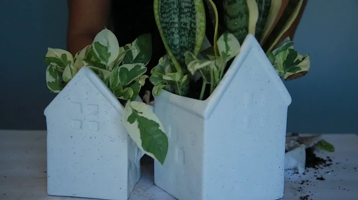 [ASMR] Repotting a Snake Plant  No Talking ASMR