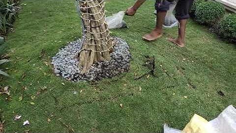 CÁCH XỬ LÝ ĐÁ SỎI RÃI TRÊN SÂN VƯỜN