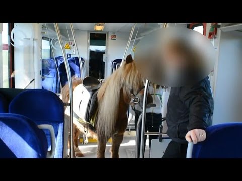 Meisje (12) reist met pony in de trein - RTL NIEUWS