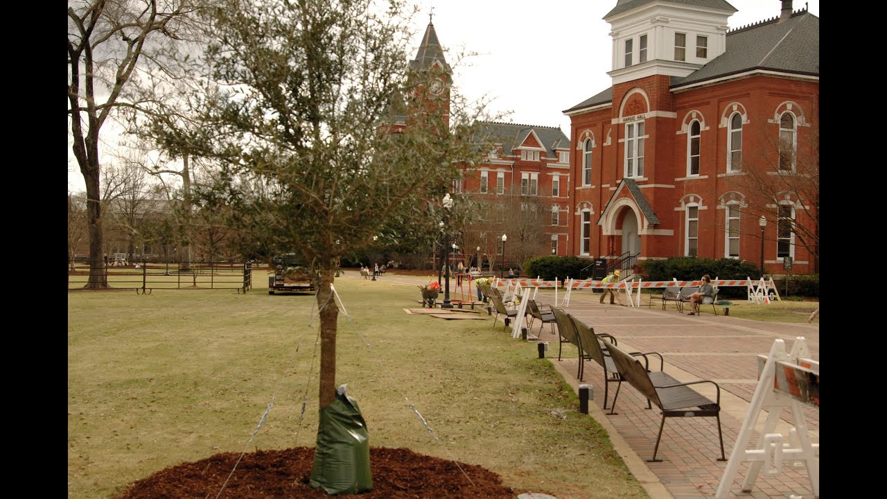 auburn university baseball Auburn University begins planting descendants of original Auburn Oaks in Samford Park