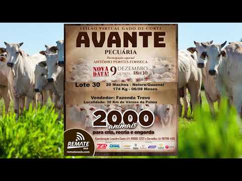 Lote 30 - Leilão Virtual Gado de Corte Avante Pecuária