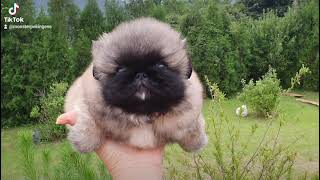 50 happiness days of my life by monsterpekingese 11,653 views 2 years ago 21 seconds