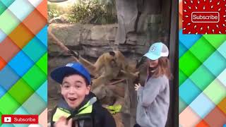 try not to laugh \ funny easter video 2020