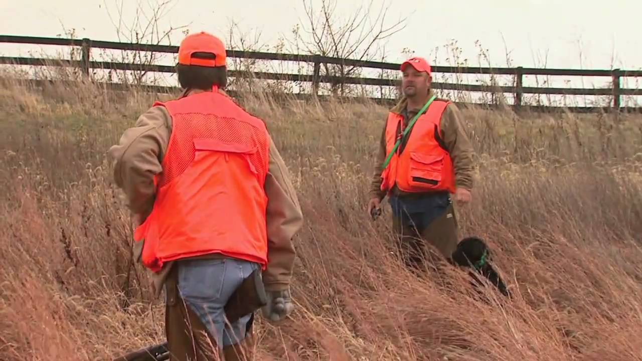 Native Quail hunt in Kentucky YouTube