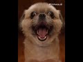 Todos los perros son preciosos. Saben cantar tan bien,. .