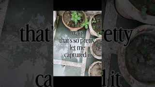 pretty pretty.#travel #trending