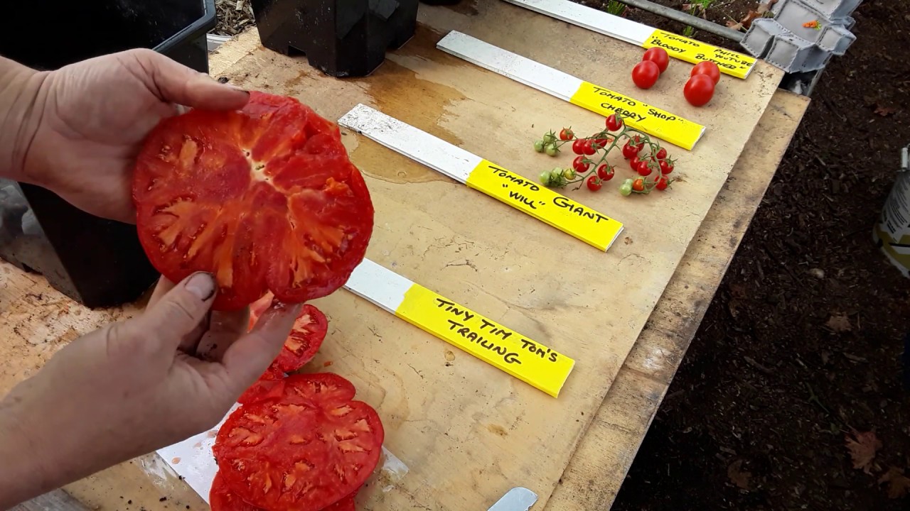 The Best Way To Save Tomato Seeds Over The Winter ������ Midweek Allotment Progress ������ Jobs To Get