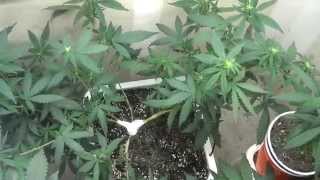 Veg Closet update 10.12.14 [Blue Planet Nutrients]