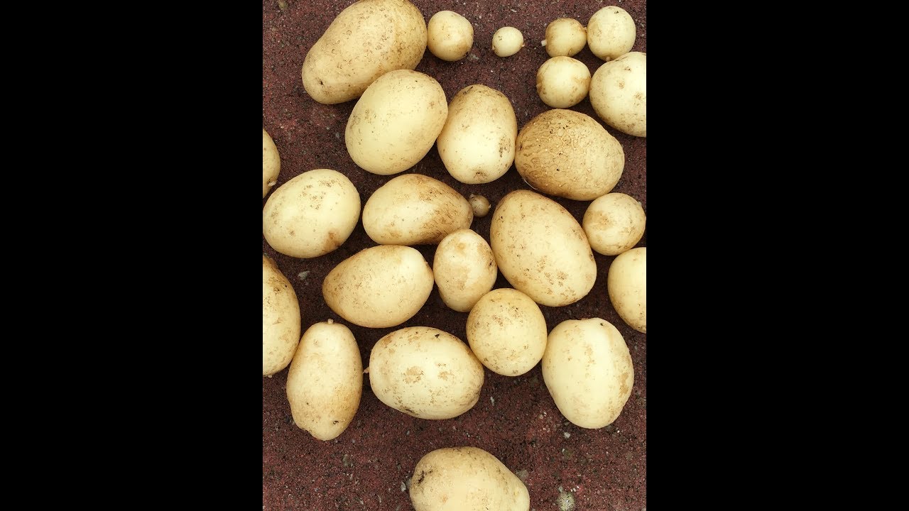 Growing potato in South Florida backyard YouTube
