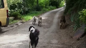 Quand un chien à ses chaleurs ?