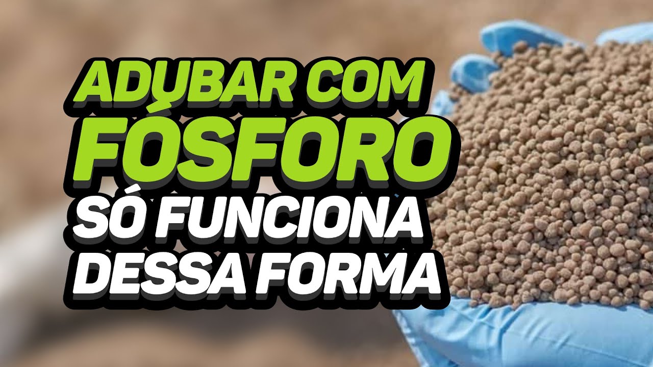 ADUBAR COM FÓSFORO SÓ FUNCIONA DESSA FORMA