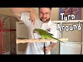 Quaker Parrot Turn-Around Trick