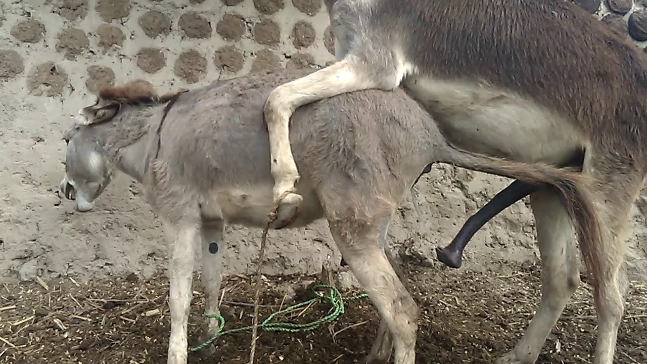 Animals #mating, Meeting by #donkey, #Super murrah donkey mating, Murrah do...