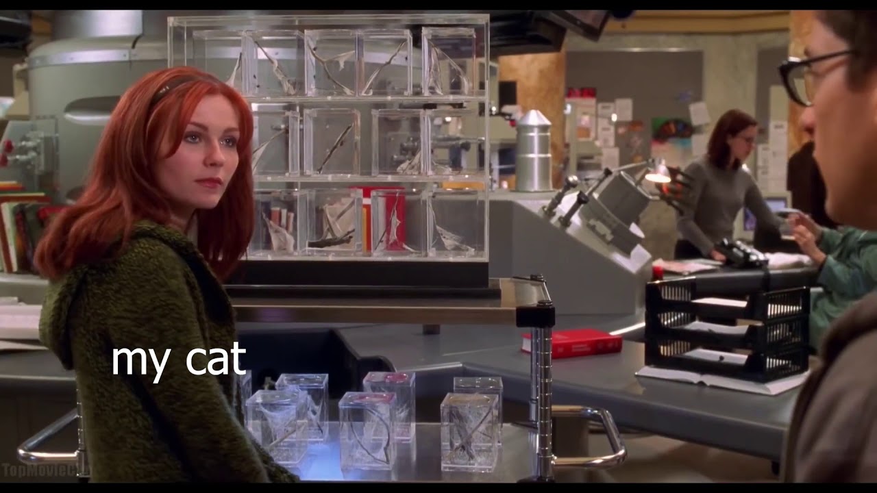 I take photos of my cat