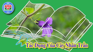 Tác Dụng Của Cây Nhân Trần Đối Với Sức Khỏe Chủ Động Con Người