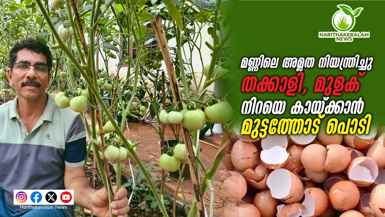 പച്ചമുളകും തക്കാളിയും നന്നായി കായ്ക്കാന്‍ മുട്ടത്തോട് പൊടി