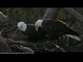 NBG Eagles Beak to Beak with the New Female  3-11-12