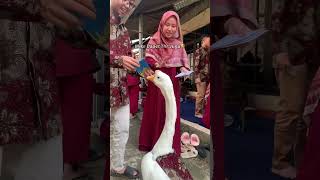 Soang Ikut Lebaran😂 #angsa #animals #beranda #shorts