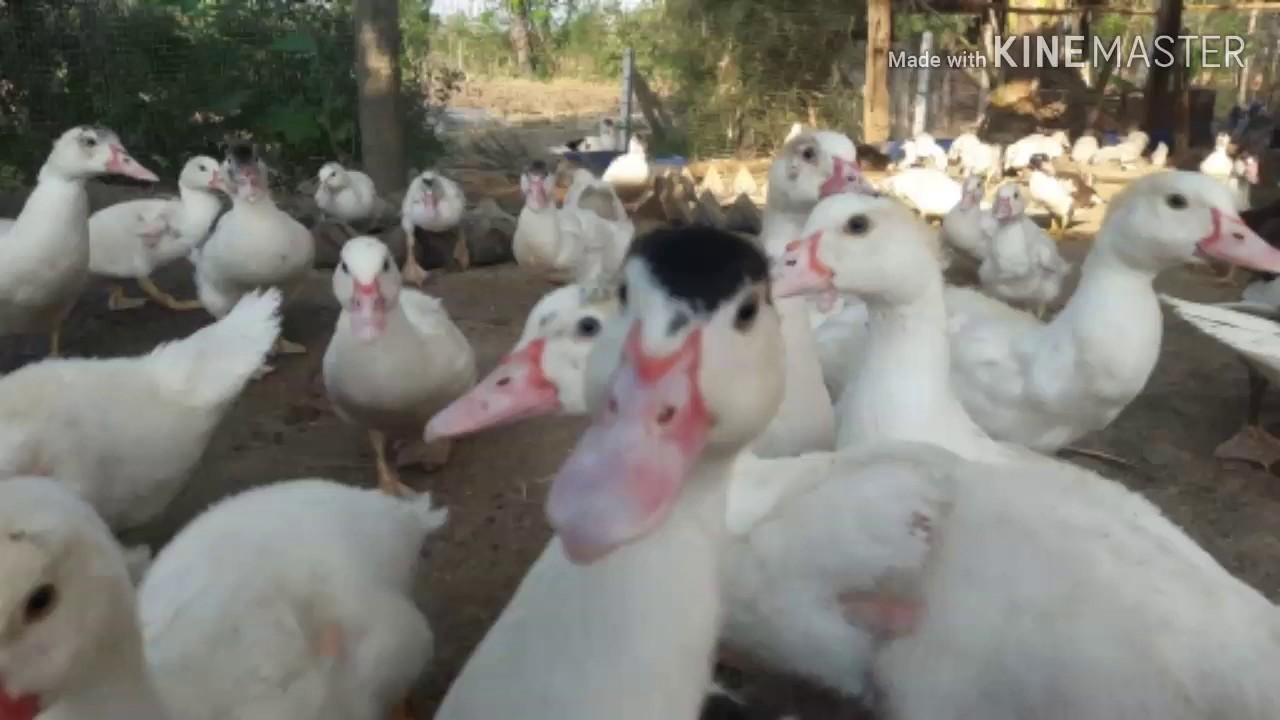 เลี่ยงเป็ดบาบารี่แบบมีกำไรเยอะ