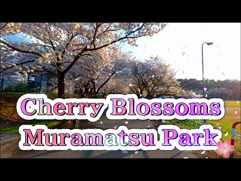 2025 Cherry Blossom Festival at Muramatsu Park