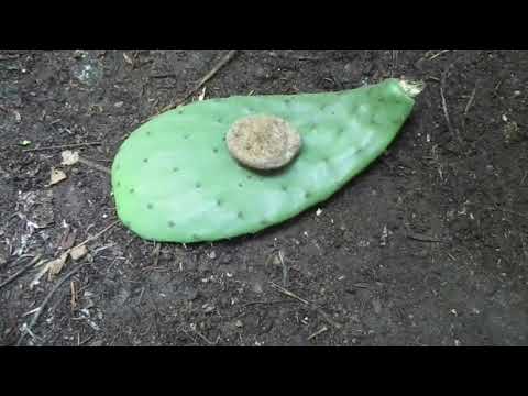 Video: Jak pěstovat měsíčky (s obrázky)