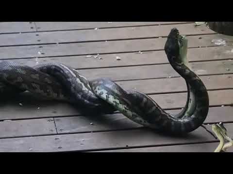 Dancing🐍