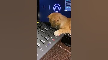 🤩 Mixing from scratch 📷 Den Konoplev