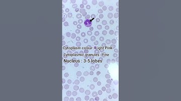 Identify WBC Under Microscope | A Systematic Approach |  #shorts