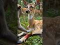 Monkey saves injured deer using jungle medicine deep inside the wild forest 🌿🦌