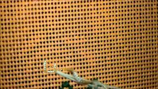 Cross stitch border ideas