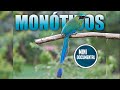 Momótidos (guardabarrancos) mini documental