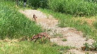 The baby deer exploring at Tisarana Monastery