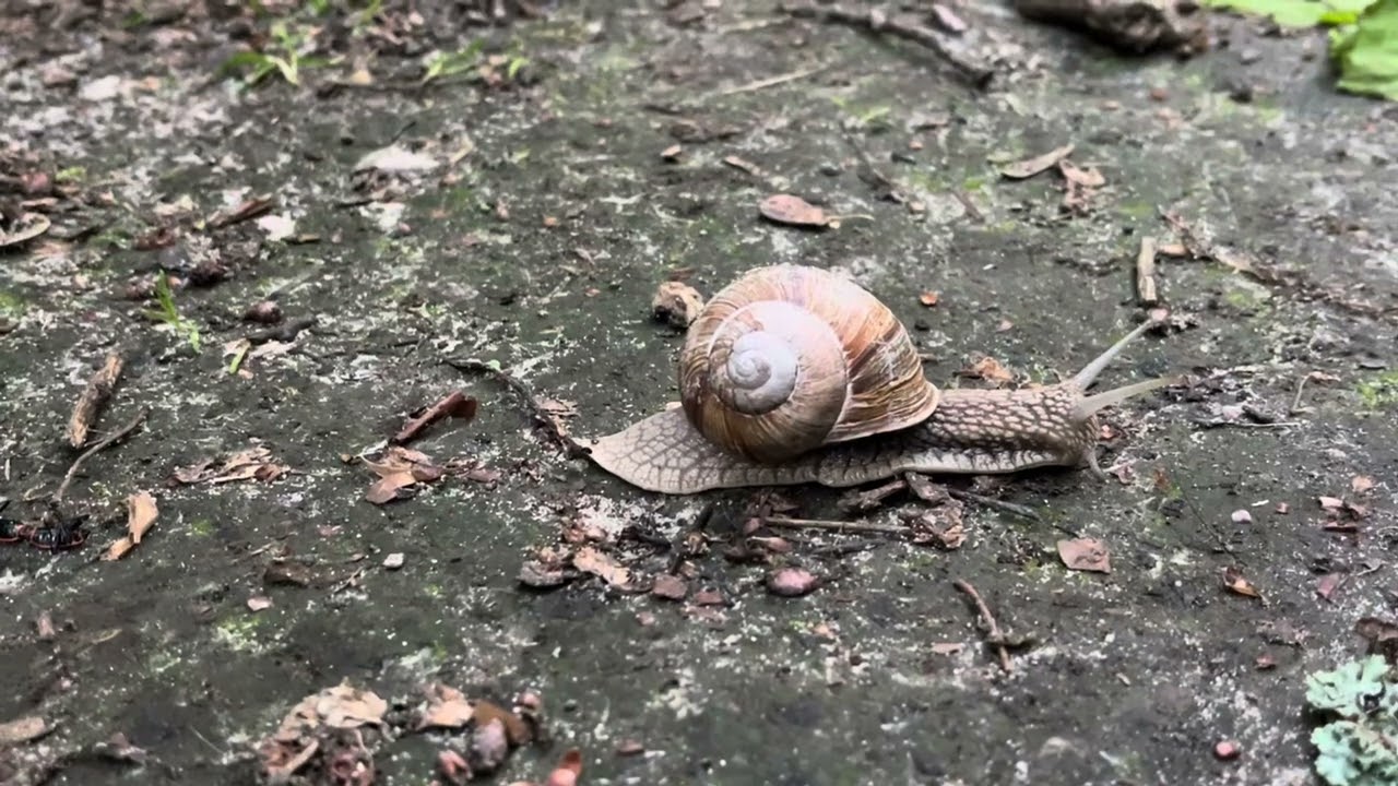 Равлик (сирецький гай)