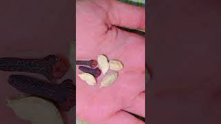 Know the Remedy of Cardamom to get Health #shorts #pardeepmishra #devotion #upay #motivation
