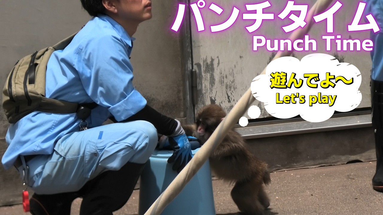 パンクくん Punch time is in full swing! The interaction with his zookeeper
