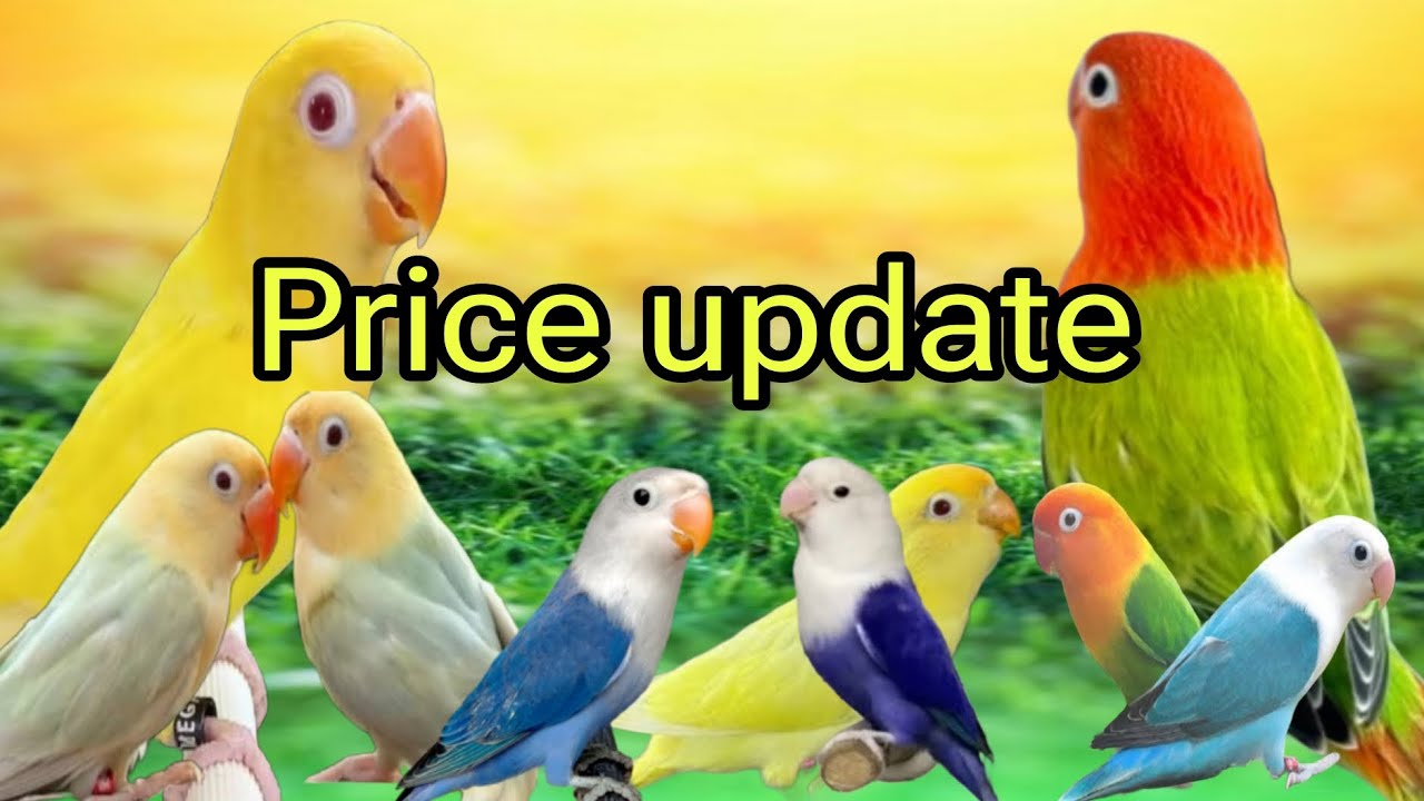 Birds market rate | price update | kis bird ka keya rate hai . - YouTube