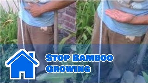 Bamboo Growing 101 : How to Stop Bamboo Growing