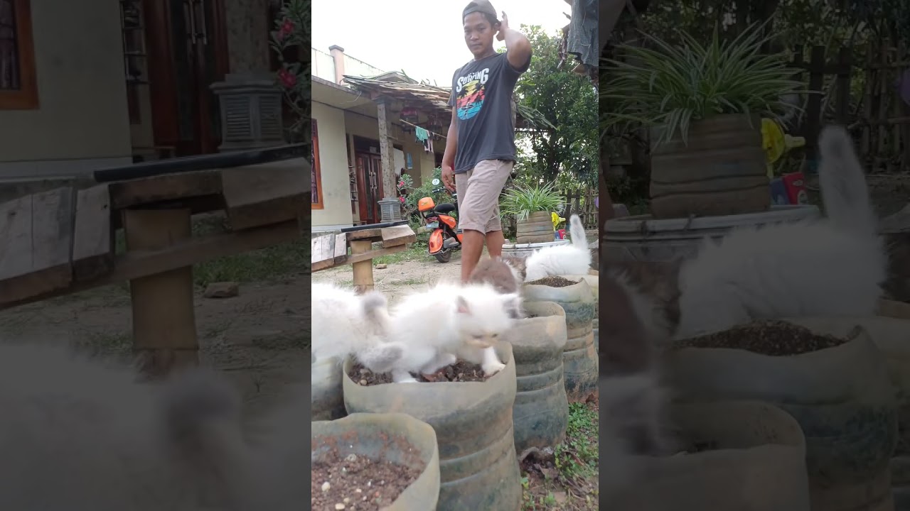 Main bersama anak kucing 