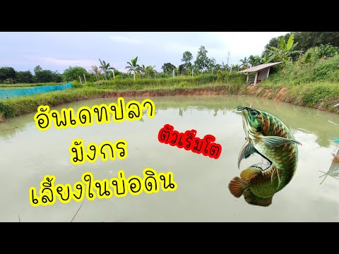 อัปเดต ปลามังกรเงินบ่อดิน เลี้ยงในบ่อดินได้ 1 ปีแล้ว
