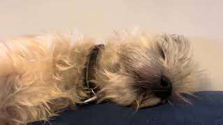 Snoring Cairn Terrier