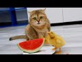 Cat eats watermelon with cute ducks
