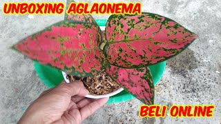 Unboxing Aglaonema Sherly - Cara Menanam Agalonema Beli Online