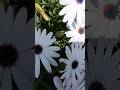 Ye tumhari kahani hai ❤️🩹✨#shorts #youtubeshorts #trending #viral #share #viralshort #flowers
