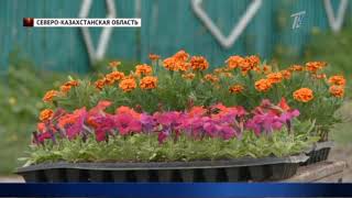 Процветай! Село зарабатывает миллионы на цветочной рассаде